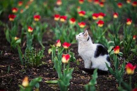 Beautiful cat sitting on the green lawn with flowers.の写真素材