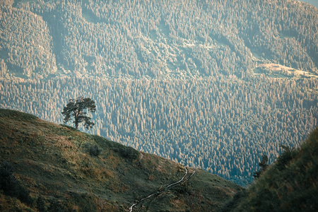 Large lone tree growing in the mountains.の写真素材