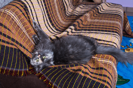 Beautiful gray cat plays on brown couch.の写真素材