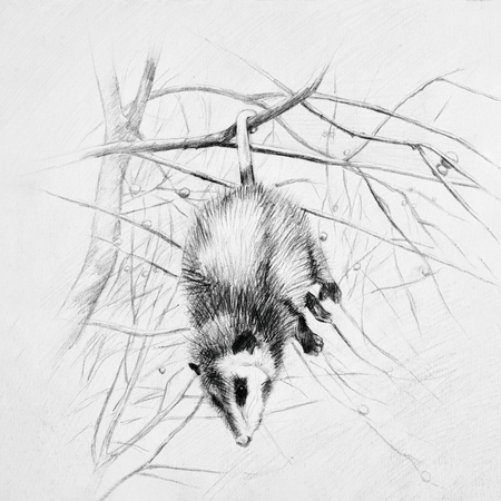 Sleeping opossum hangs on a tree branch.の写真素材