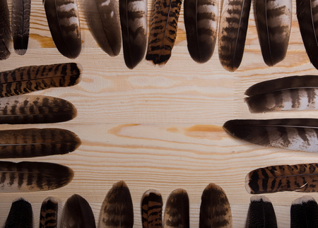 Many falconry feathers and space on a light wooden background.の写真素材