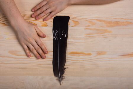 One falconry feather and hands on a light wooden background.の写真素材