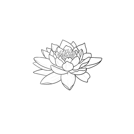 A sketch of beautiful lotuses in a graceful ornament on a white background.のイラスト素材