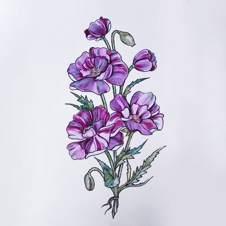 Sketch of beautiful violet flowers on a white background.の写真素材