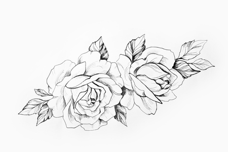 Sketch of a branch of beautiful roses on a white background.の写真素材