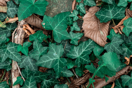 Preparation of evening dinner at stake. Camp kitchen in a mountains by the sea.の写真素材