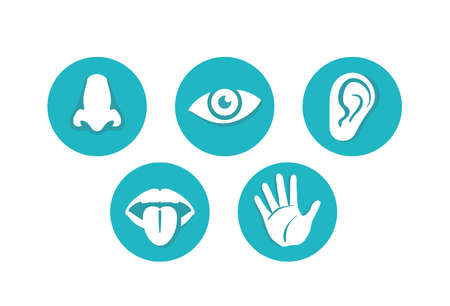 Five senses - touch, sight, hearing, smell and taste - basic human sensing organs - eye, mouth, ear, nose and hand, medical icons collection - set of isolated vector pictogramsのイラスト素材
