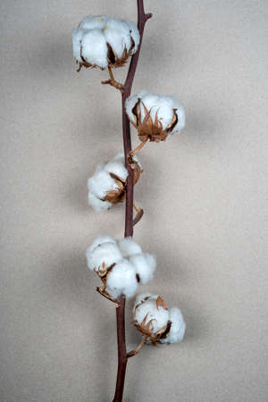 Branch of cotton flower, close-up and with textured background - material for natural textile fabric . High quality photoの写真素材