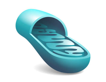 Mitochondria icon in 3D style - slice with ctructure and components of mitochondrion. Vector illustrationのイラスト素材