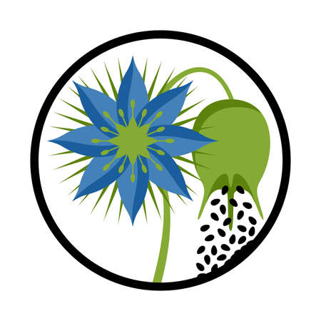 Black seeds icon - nigella sativa flower, fetus and seeds. Using as ingredient - cooking spices and body care componentsのイラスト素材