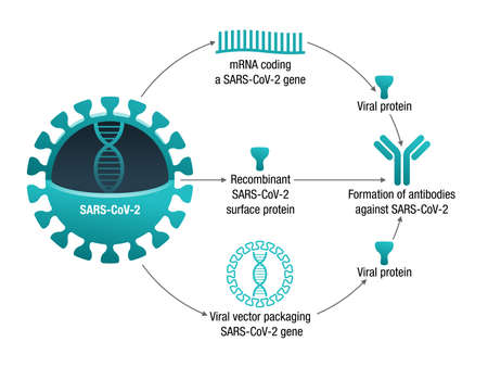 COVID-19 vaccine types - diagram with three vaccines for forming proteins to prompt an immune response. RNA, subunit and viral vector vaccine. Vector visual aidsのイラスト素材