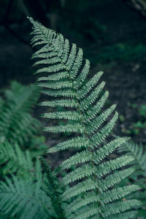Green fern leaves deep in the woods. Fresh foliage natural backdrop with depth of fieldの写真素材