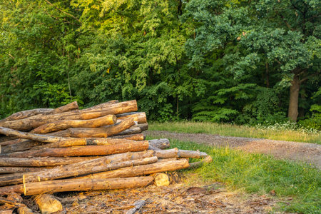 Wooden logs piled up along a forest road - summer wooden landscapeの写真素材