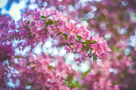 Spring pink flowers - blossoming cherry branch on blurry backgroundの写真素材