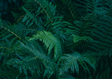 Green fern thickets deep in the woods. Fresh foliage natural backdrop with depth of fieldの写真素材
