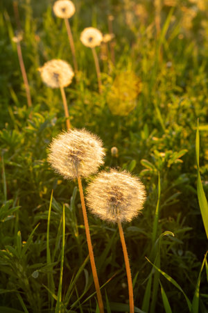 Dandelion flowers in sunny meadow on blurry backgroundの写真素材