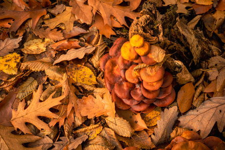 Mushrooms and falling oak autumn leaves on the ground. Mushrooming. A walk in the woods