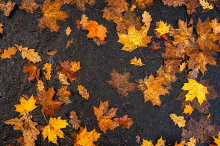 Autumn leaves on wet asphalt background. Colorful leaves laying on the wet pavementの写真素材