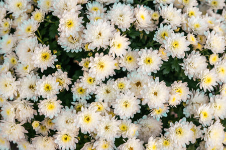 A picturesque scene of a vast expanse filled with bright white flowers intermingled with lush green leaves under the sunの写真素材