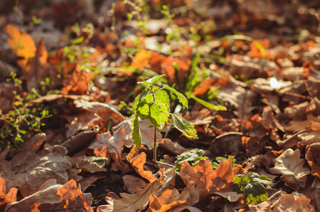 A small plant is emerging from a pile of leaves in a natural landscape. It is a terrestrial plant...