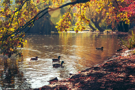 A group of ducks peacefully swimming in a lake surrounded by trees, creating a beautiful natural landscape with fluvial landforms and lush green grass along the banksの写真素材