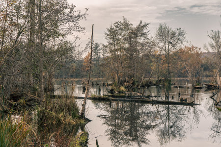 Mysterious image of a serene lake surrounded by trees under a cloudy skyの写真素材