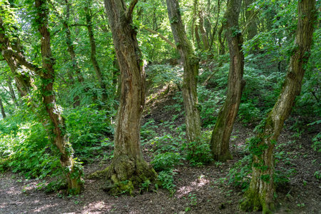 In the forest, the trees grow twisted and are draped in ivy, creating a unique and natural landscape...