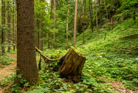 Spring meadow in the parkside with big tree and fresh green leavesの写真素材