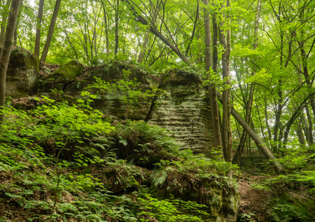 Green spring forest with rocks and stones. Natural landscape