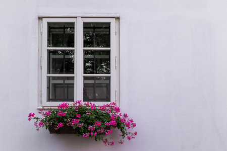 Old window on the white wall with beautiful blossoming flowers on the windowsillの写真素材
