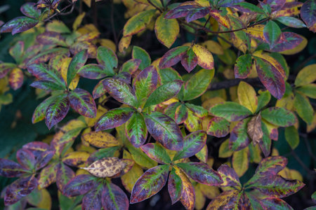 Shrub branch with purple or violet fringe on their leaves. Gardening photoの写真素材