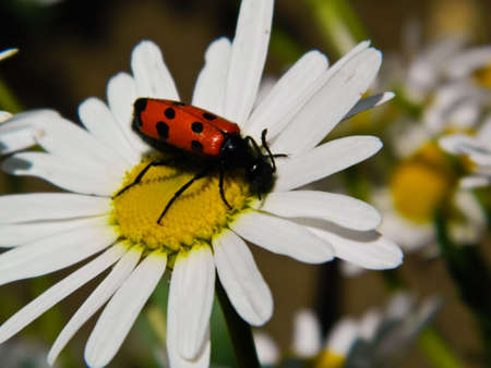 beetle on a camomileの写真素材
