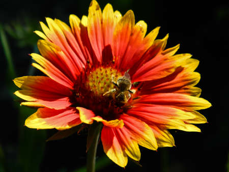 a bee on a flowerの写真素材
