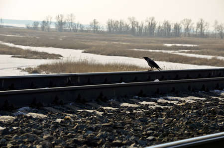 Photo crows on the railway Sunny day
の写真素材