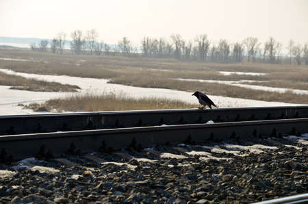 Photo crows on the railway Sunny dayの写真素材