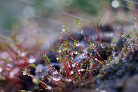 Moss in the rainの写真素材