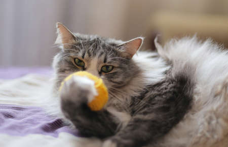 Cat playing with the ballの写真素材