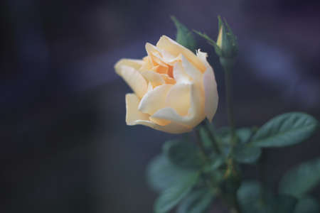 White Rose on a dark backgroundの写真素材