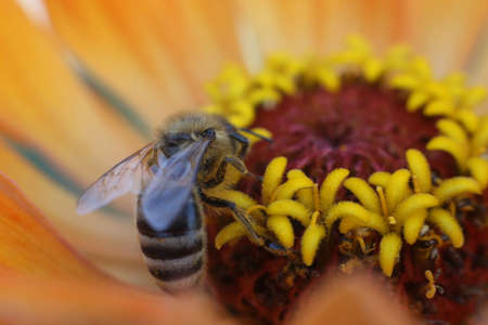 Bee on a yellow flower