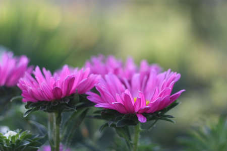 purple flowers on a green backgroundの写真素材
