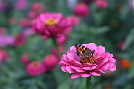 butterfly on a flowerの写真素材