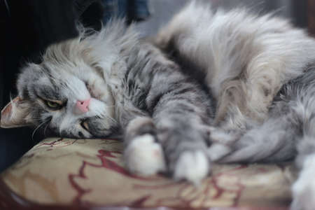 The furry cat lies discontentedly