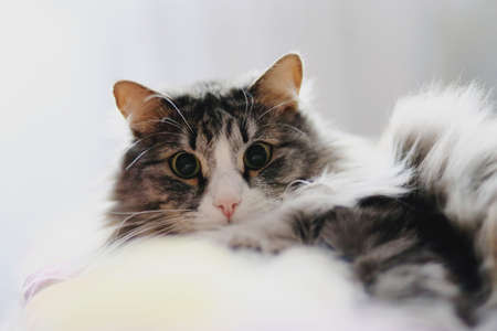 The furry cat lies discontentedlyの写真素材