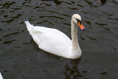White Swan swimming on the lake in the Park.の写真素材
