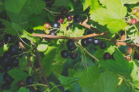 Bush of ripe black currants and berries closeupの写真素材