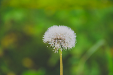 the fluffy head of a dandelion closeup