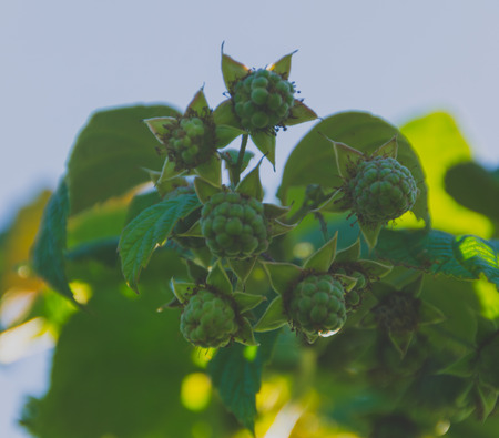 raspberry green late in the backdrop or structure.の写真素材