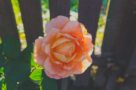 summer day beautiful rose growing in the garden blooming season.の写真素材