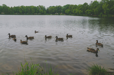 a family of several ducks floating on the lake.