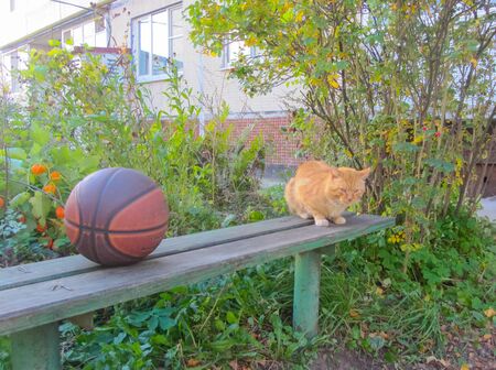 red cat sitting on benches next to the basketball.の写真素材